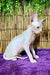 Alexa | Canadian Sphynx Kitten