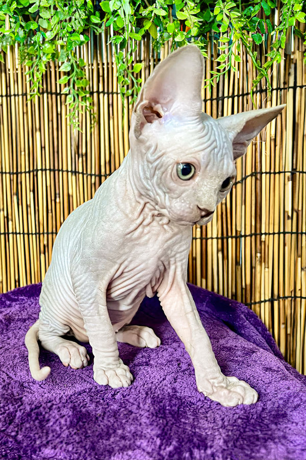 Alexa | Canadian Sphynx Kitten