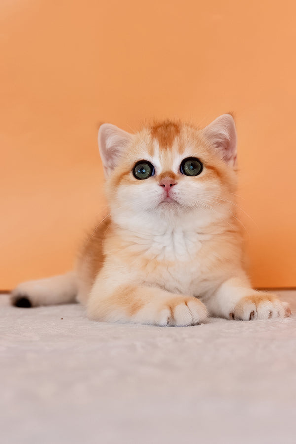 Alice | British Shorthair Kitten