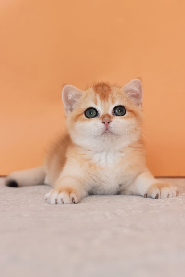 Alice | British Shorthair Kitten