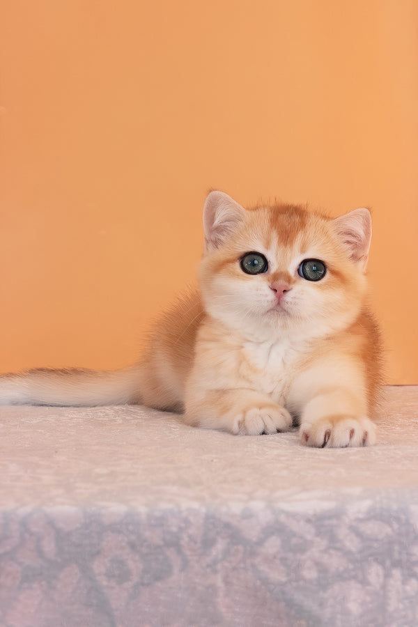 Alice | British Shorthair Kitten