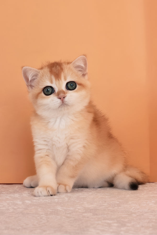 Alice | British Shorthair Kitten