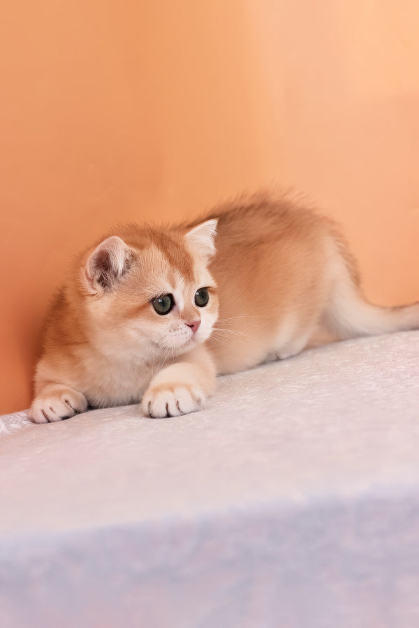 Alice | British Shorthair Kitten