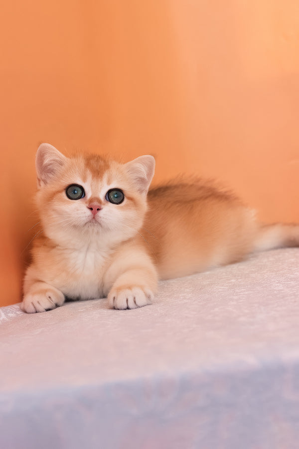 Alice | British Shorthair Kitten