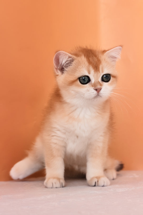 Alice | British Shorthair Kitten