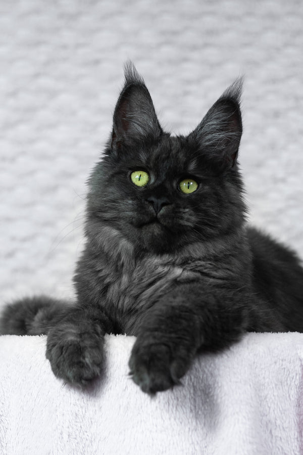 Alice | Maine Coon Kitten