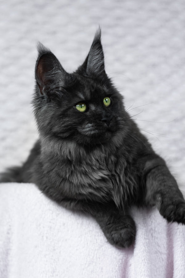 Alice | Maine Coon Kitten