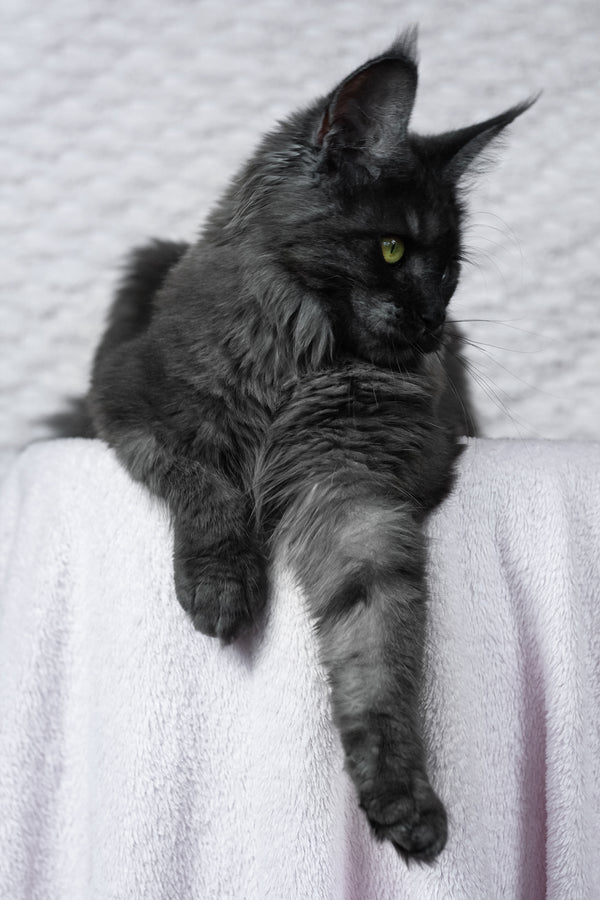 Alice | Maine Coon Kitten