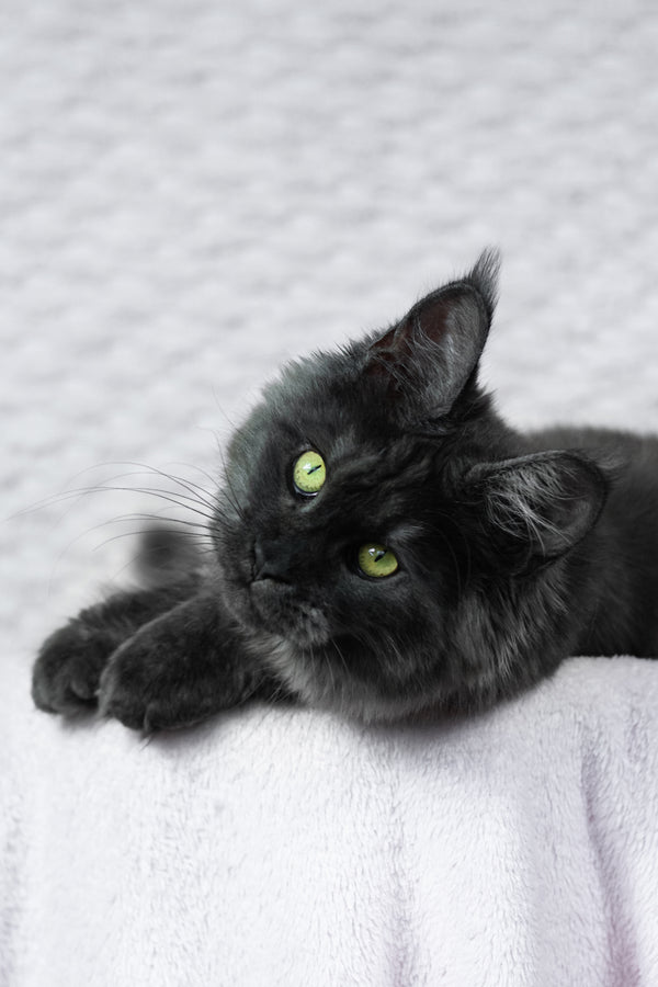 Alice | Maine Coon Kitten