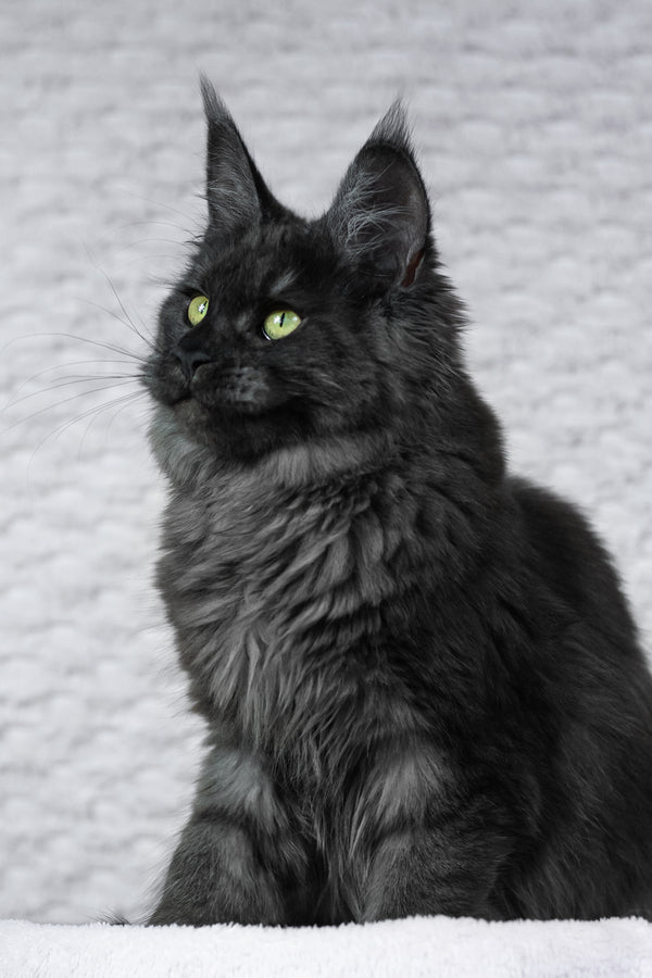 Alice | Maine Coon Kitten