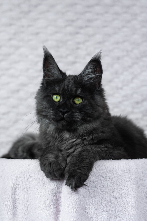 Alice | Maine Coon Kitten