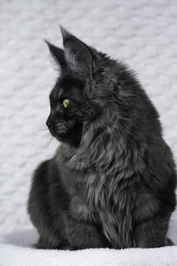 Alice | Maine Coon Kitten