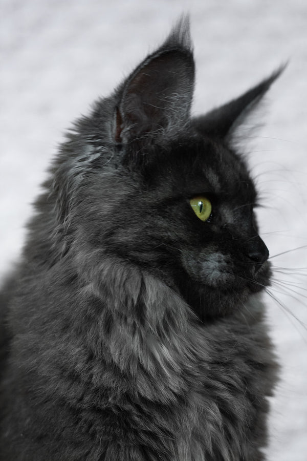 Alice | Maine Coon Kitten