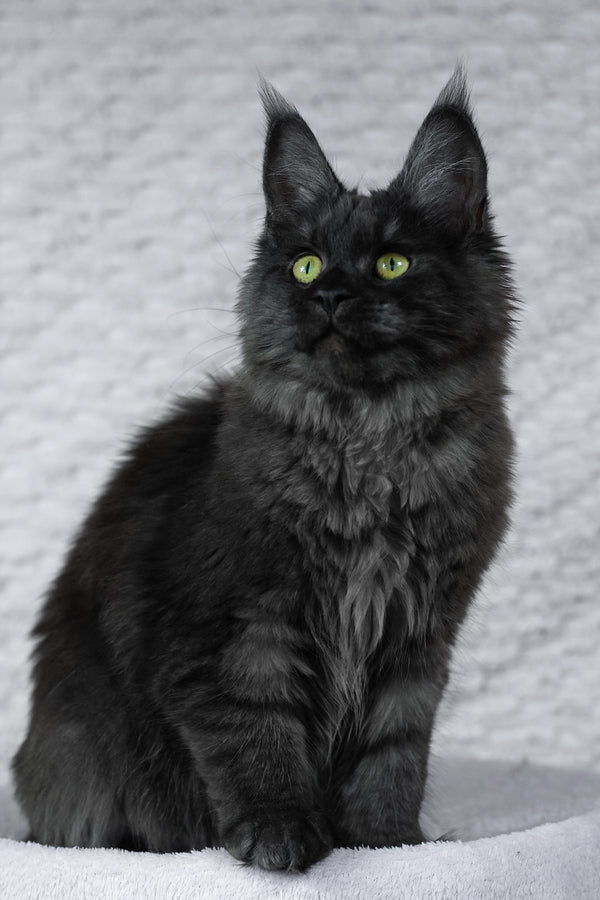 Alice | Maine Coon Kitten