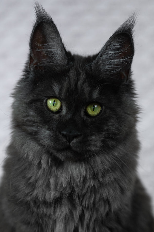 Alice | Maine Coon Kitten