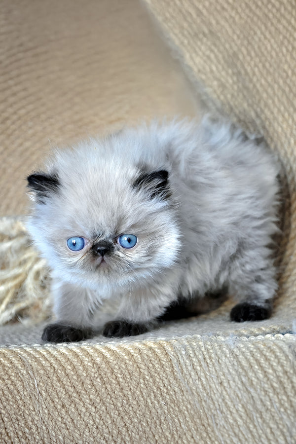 Alice | Persian Kitten