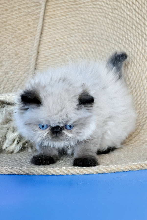 Alice | Persian Kitten
