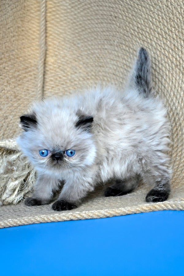 Alice | Persian Kitten