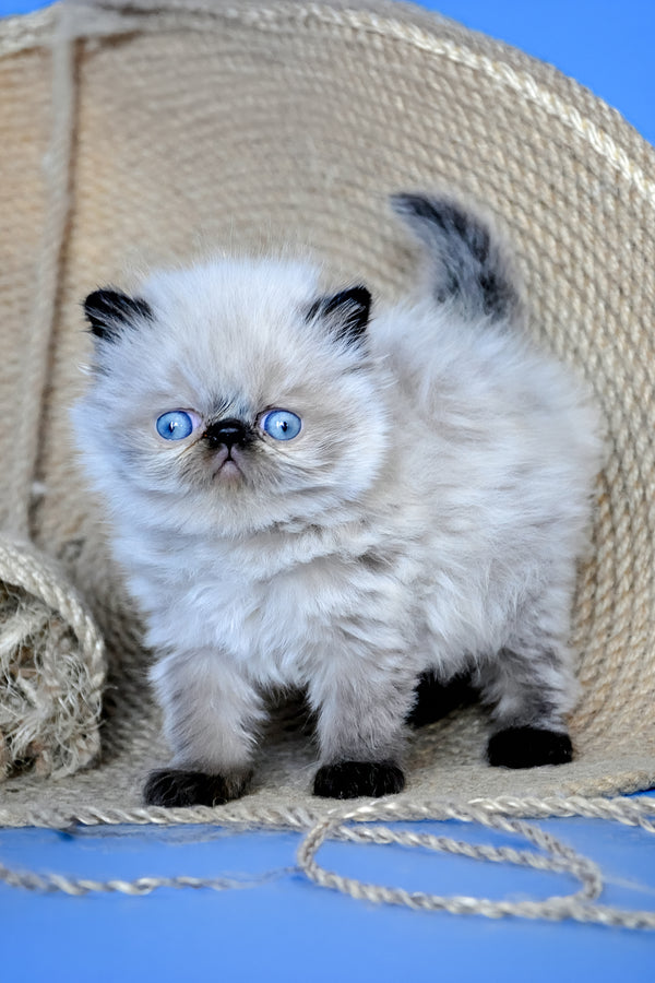 Alice | Persian Kitten