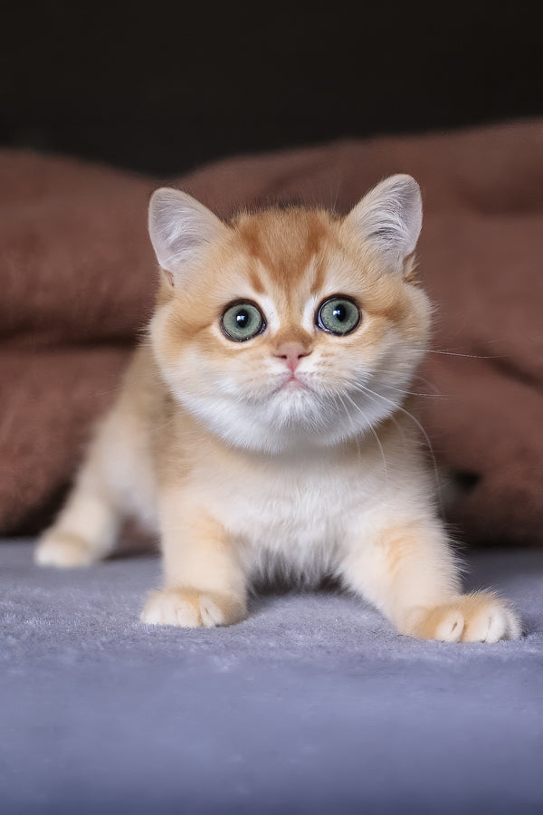 Alisa | British Shorthair Kitten
