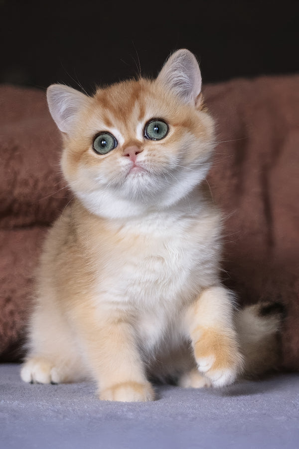 Alisa | British Shorthair Kitten