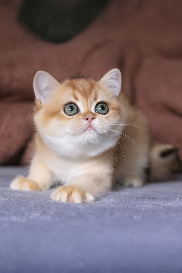 Alisa | British Shorthair Kitten