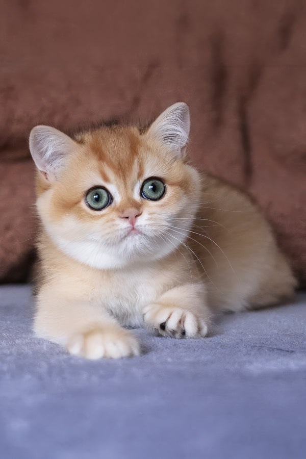 Alisa | British Shorthair Kitten