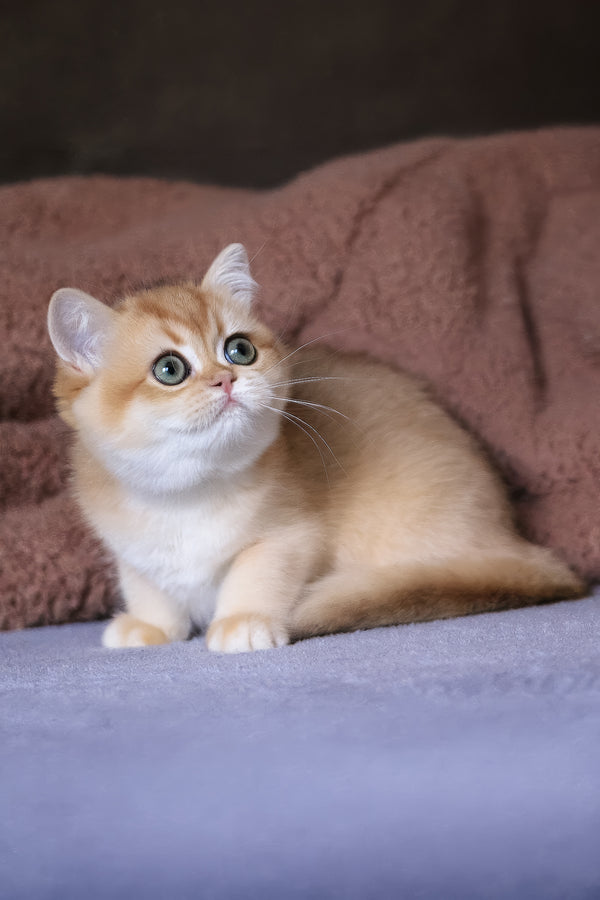 Alisa | British Shorthair Kitten