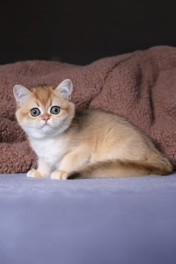 Alisa | British Shorthair Kitten