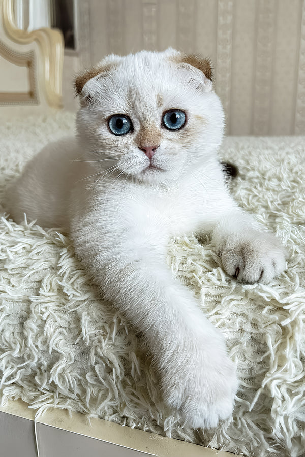 Alon | Scottish Fold Kitten