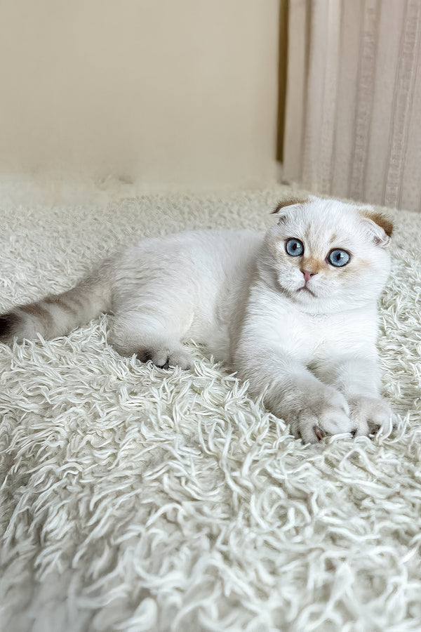 Alon | Scottish Fold Kitten