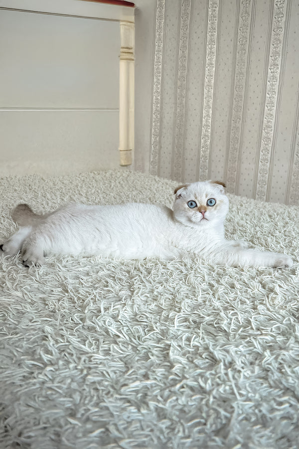 Alon | Scottish Fold Kitten