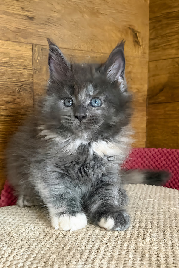 Asha | Maine Coon Kitten