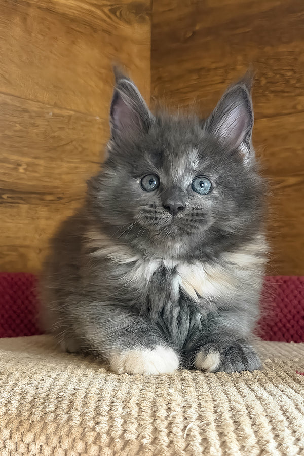Asha | Maine Coon Kitten