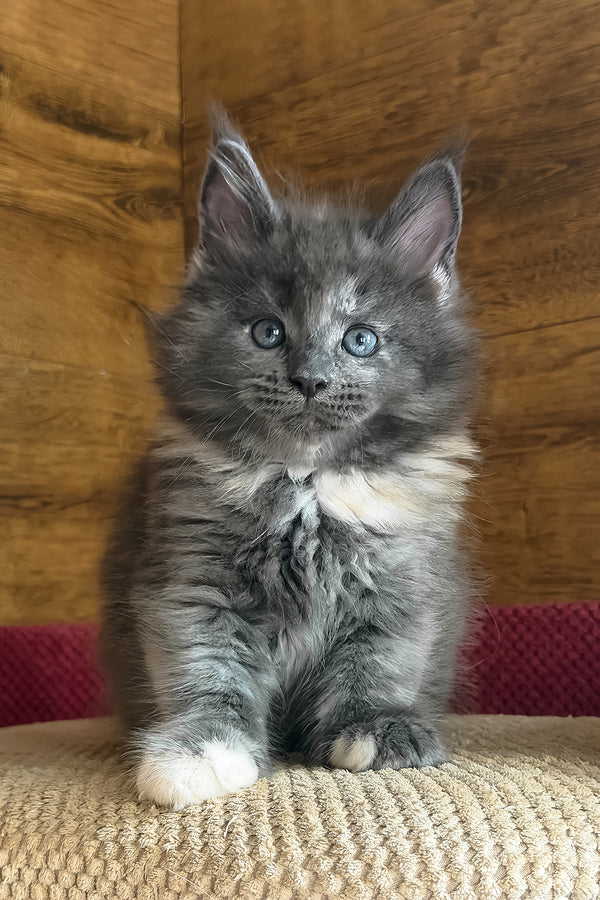 Asha | Maine Coon Kitten