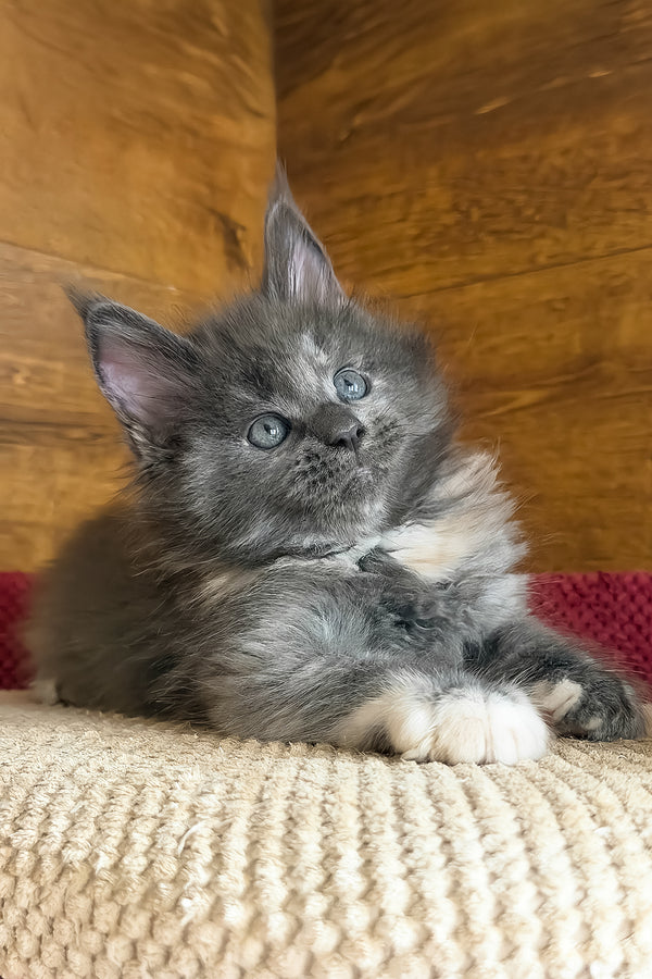 Asha | Maine Coon Kitten