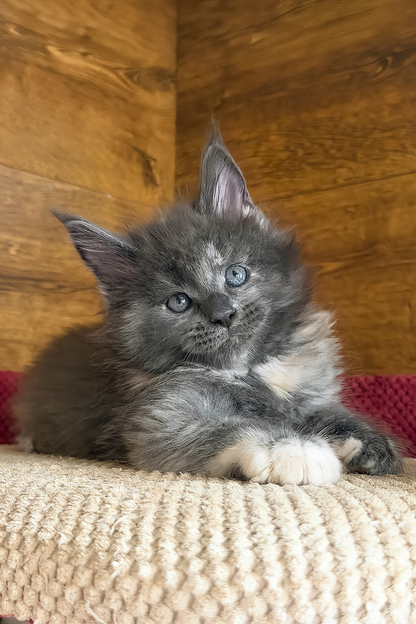 Asha | Maine Coon Kitten