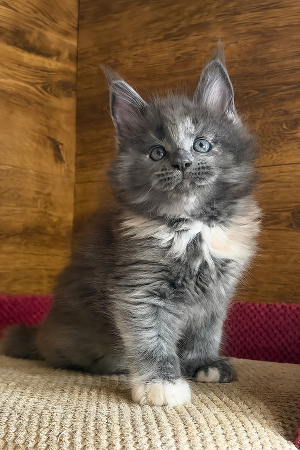 Asha | Maine Coon Kitten