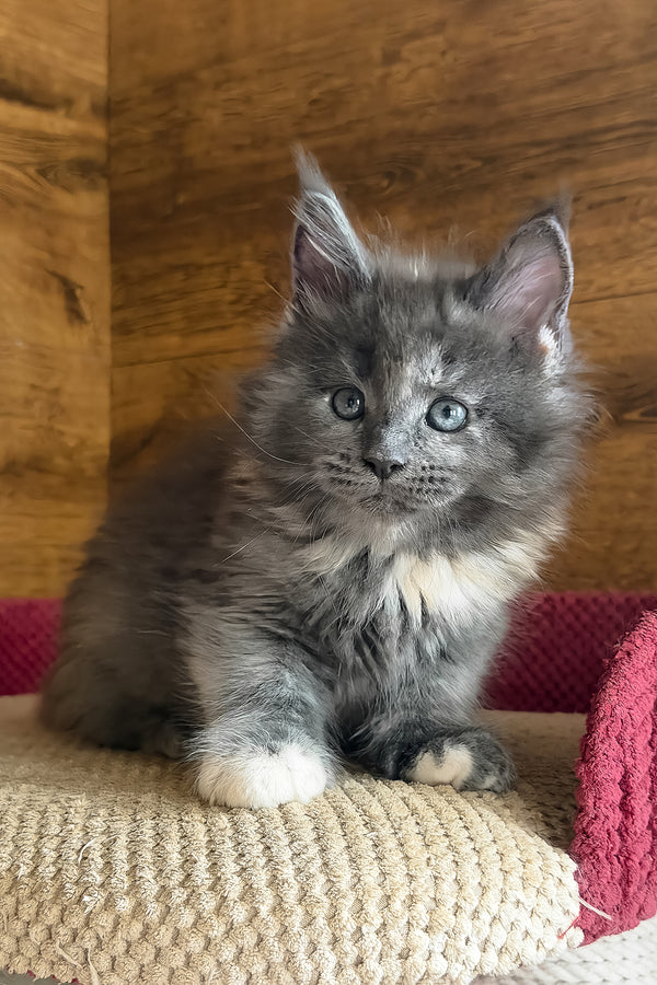 Asha | Maine Coon Kitten