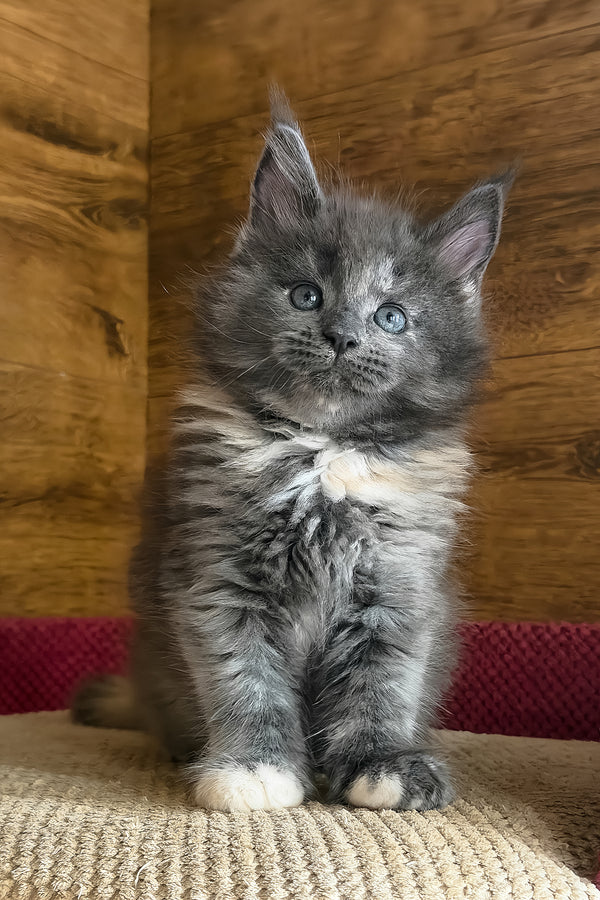 Asha | Maine Coon Kitten
