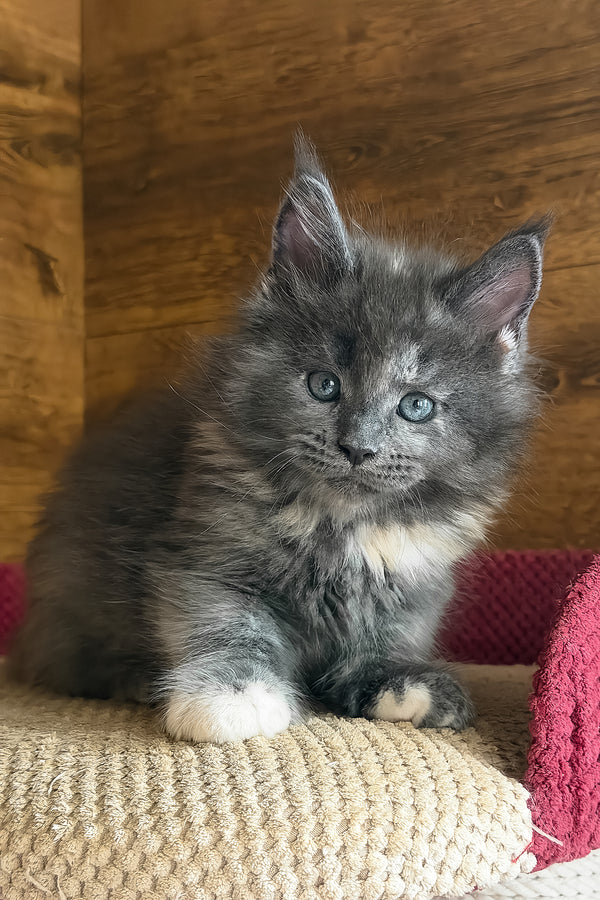 Asha | Maine Coon Kitten