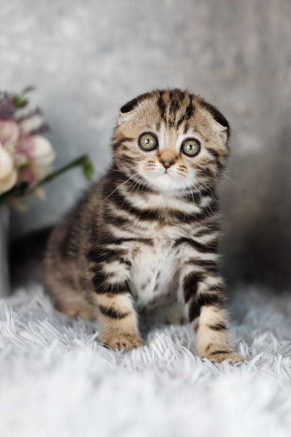 Alpha | Scottish Fold Kitten