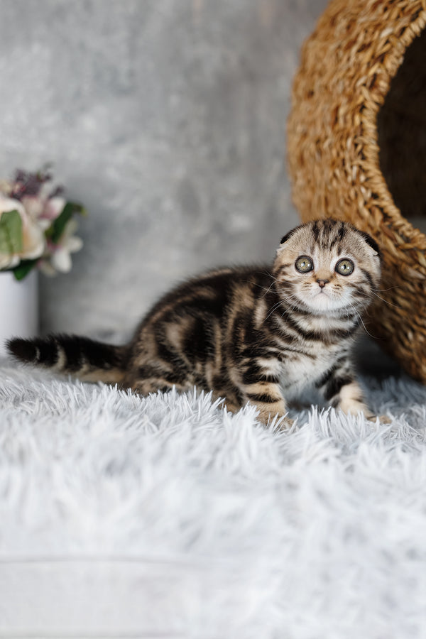 Alpha | Scottish Fold Kitten