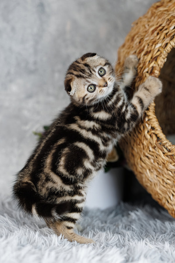 Alpha | Scottish Fold Kitten