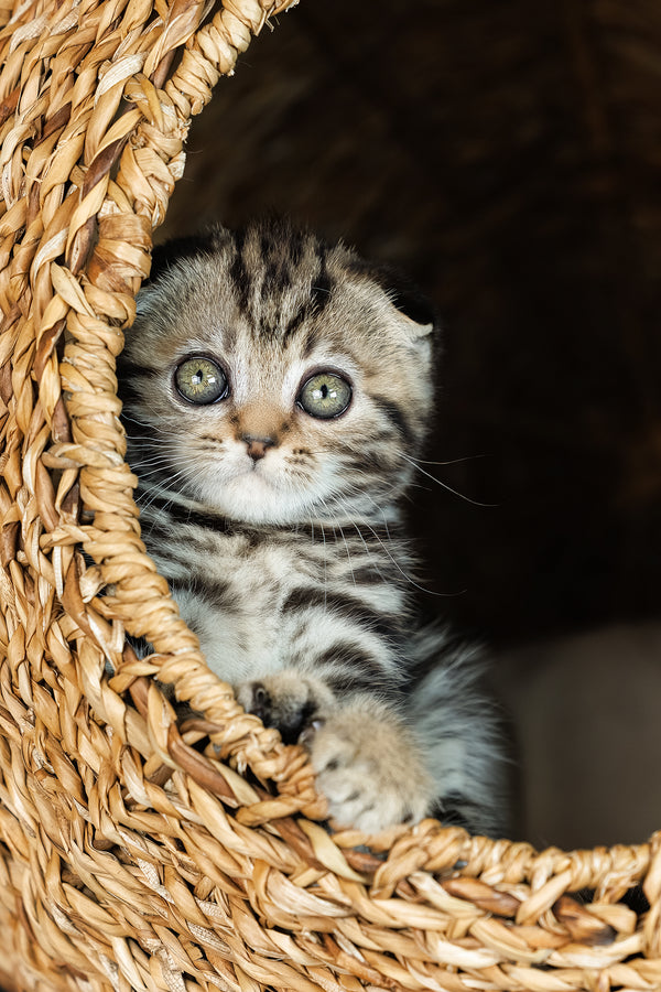 Alpha | Scottish Fold Kitten