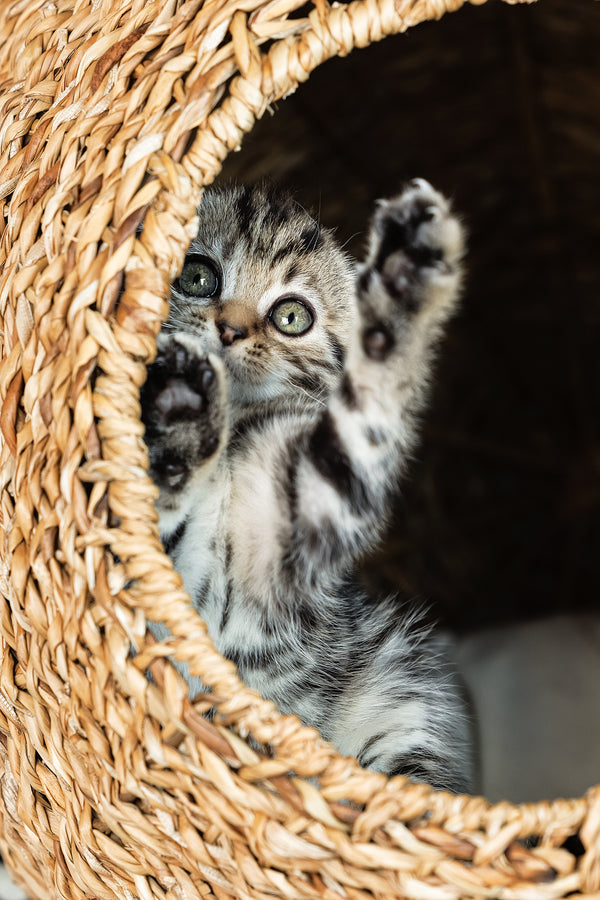 Alpha | Scottish Fold Kitten
