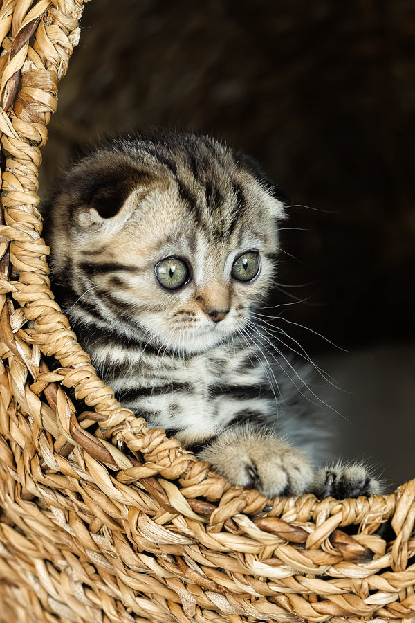 Alpha | Scottish Fold Kitten