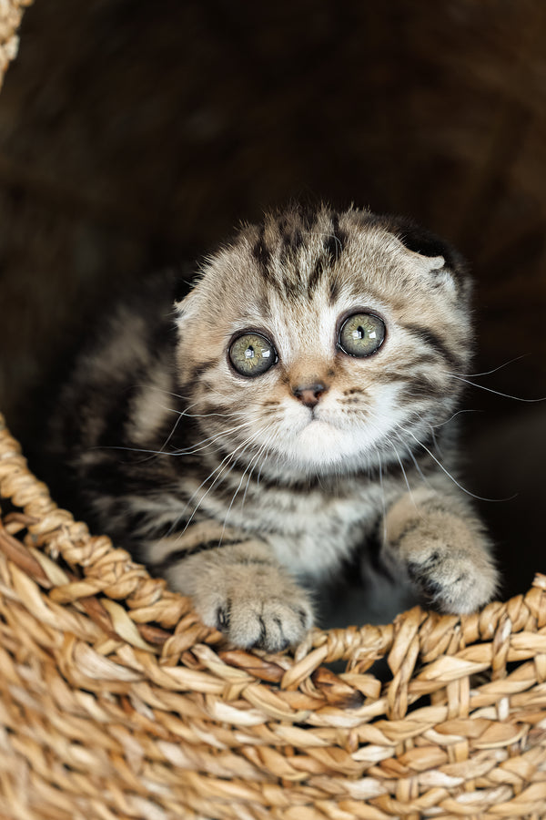 Alpha | Scottish Fold Kitten