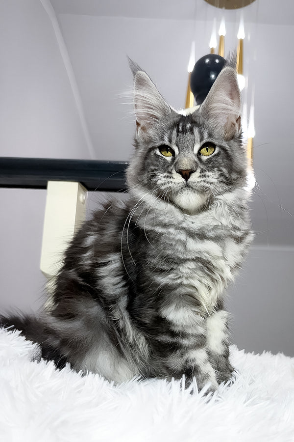 Alpha | Maine Coon Kitten