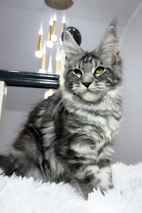 Alpha | Maine Coon Kitten